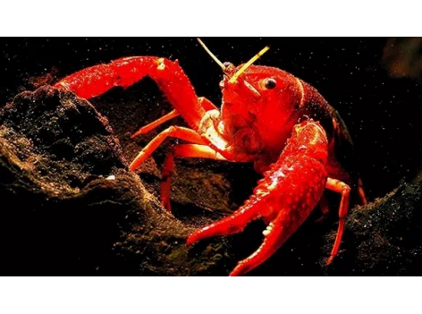 小龍蝦pk火鍋，誰才是餐飲界的扛把子？